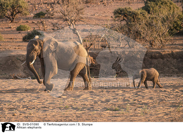 African elephants / SVS-01090