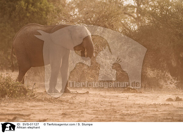 African elephant / SVS-01127
