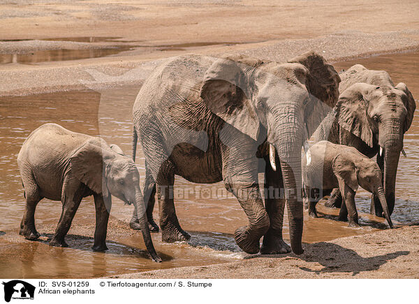 African elephants / SVS-01259