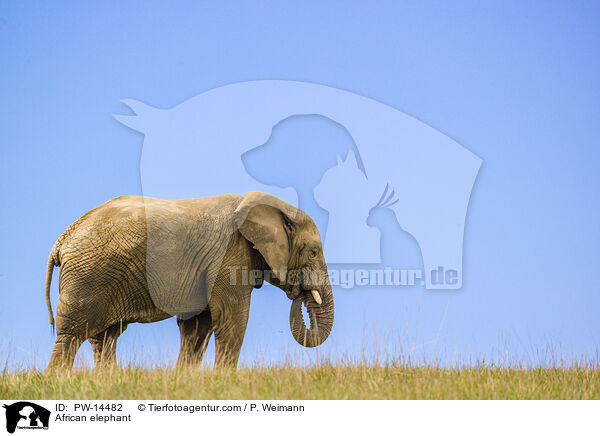 African elephant / PW-14482