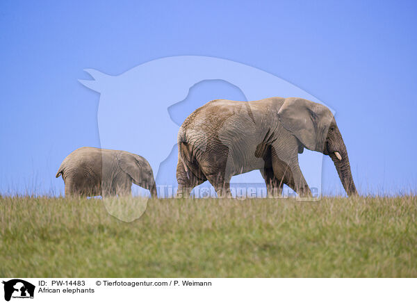 African elephants / PW-14483