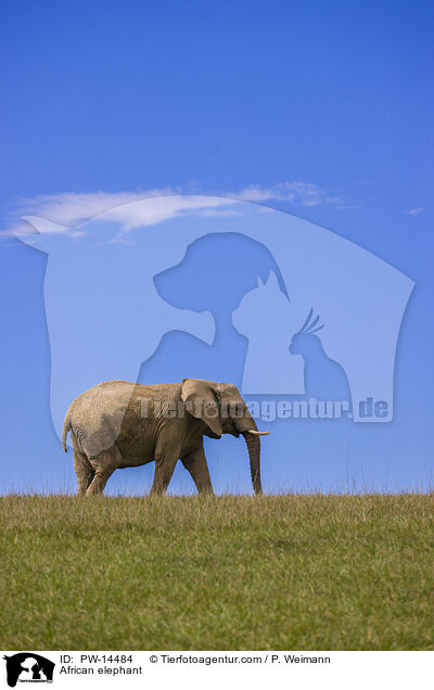 African elephant / PW-14484