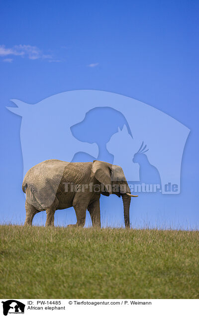 African elephant / PW-14485