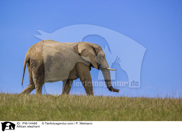 African elephant / PW-14486