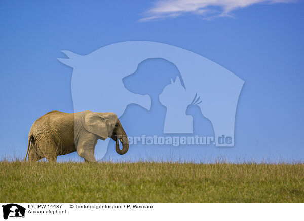 African elephant / PW-14487