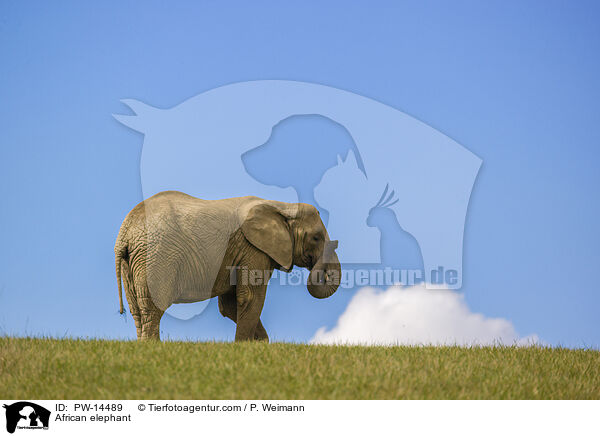 African elephant / PW-14489