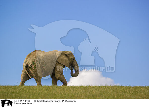 African elephant / PW-14490