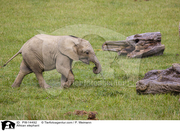 African elephant / PW-14492