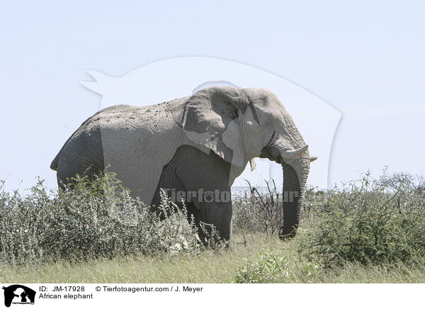 African elephant / JM-17928