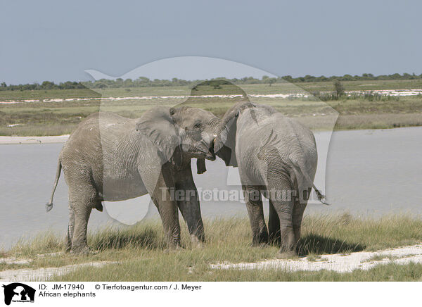 African elephants / JM-17940