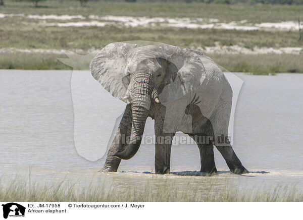 African elephant / JM-17958