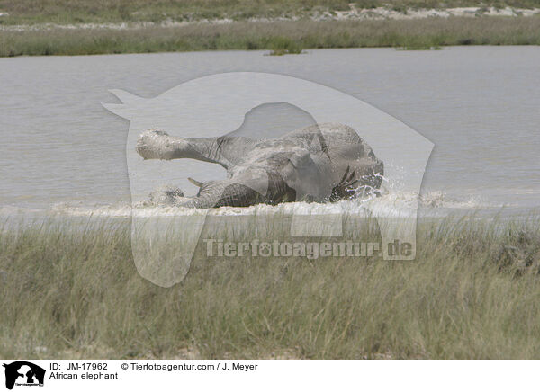 African elephant / JM-17962