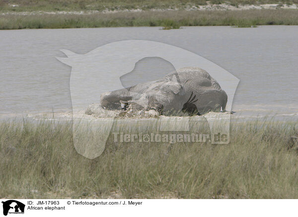 African elephant / JM-17963