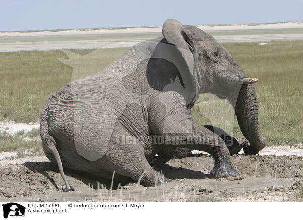 African elephant / JM-17986