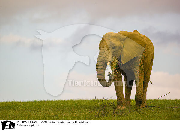 African elephant / PW-17392