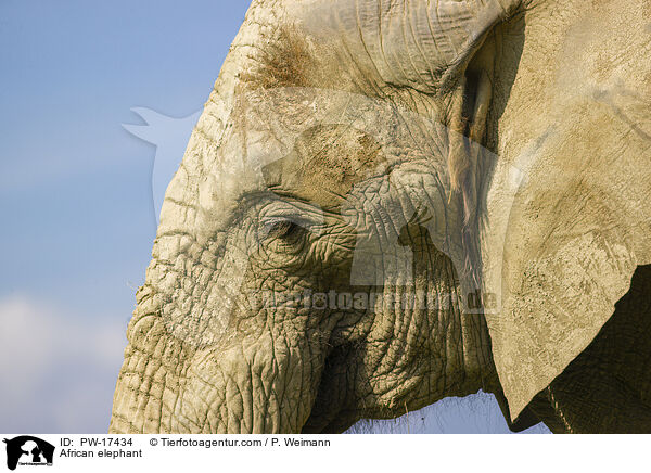 African elephant / PW-17434