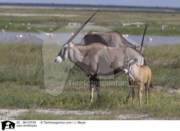 oryx antelopes / JM-10759