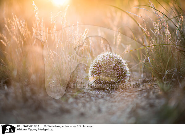 African Pygmy Hedgehog / SAD-01001