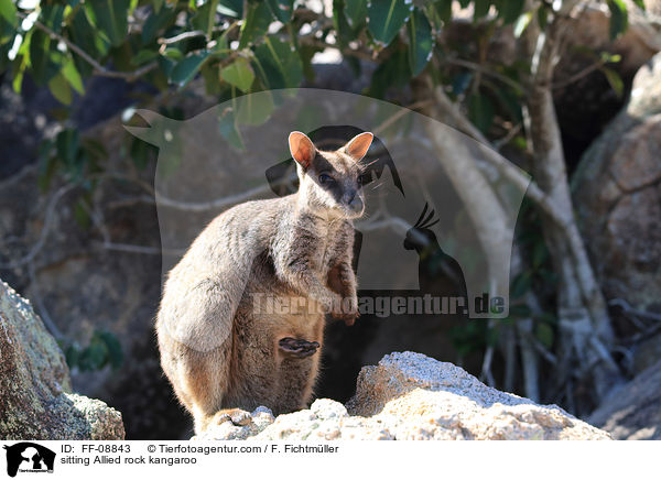 sitting Allied rock kangaroo / FF-08843