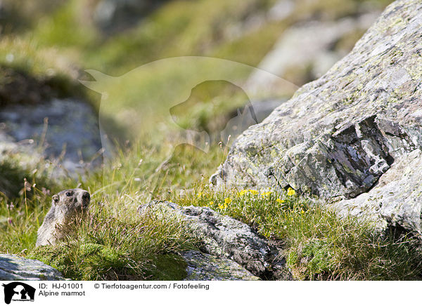 Alpine marmot / HJ-01001
