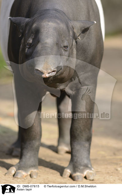Asian tapir / DMS-07815