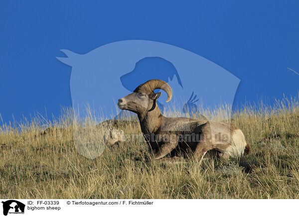 bighorn sheep / FF-03339