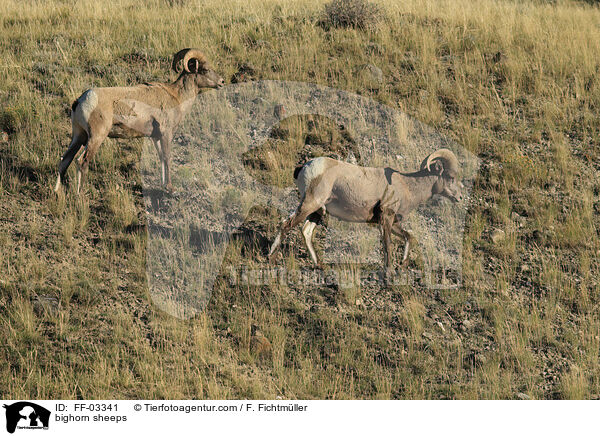bighorn sheeps / FF-03341