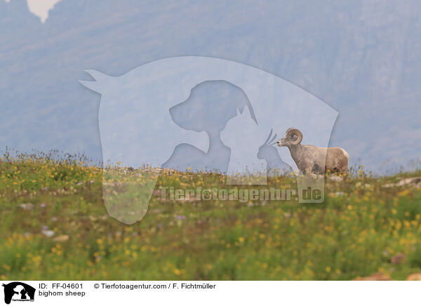bighorn sheep / FF-04601