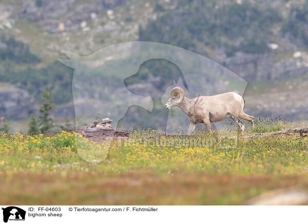 bighorn sheep / FF-04603