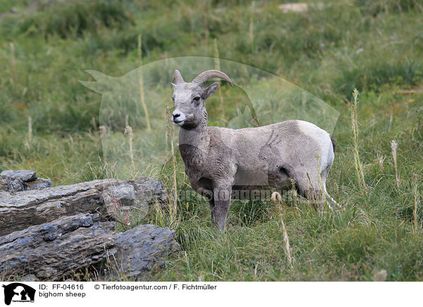 bighorn sheep / FF-04616