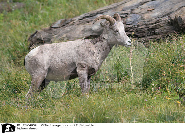 bighorn sheep / FF-04639