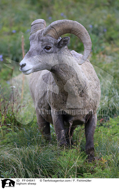 bighorn sheep / FF-04641