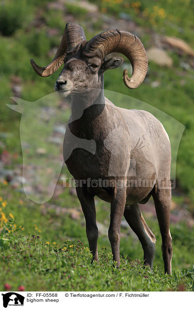 bighorn sheep / FF-05568