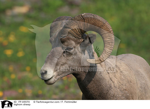 bighorn sheep / FF-05570