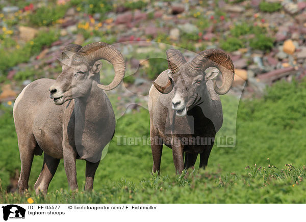bighorn sheeps / FF-05577