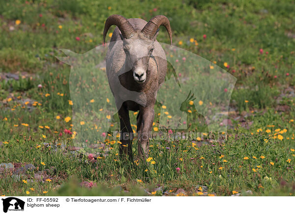 bighorn sheep / FF-05592