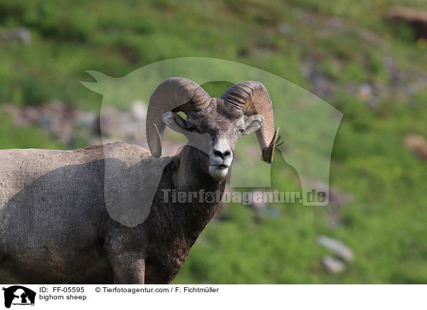 bighorn sheep / FF-05595