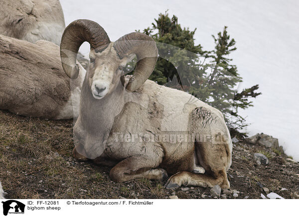 bighorn sheep / FF-12081