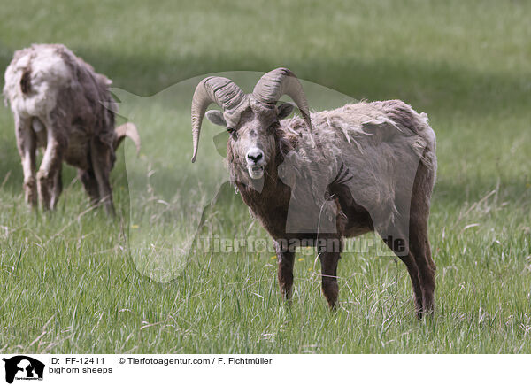 bighorn sheeps / FF-12411