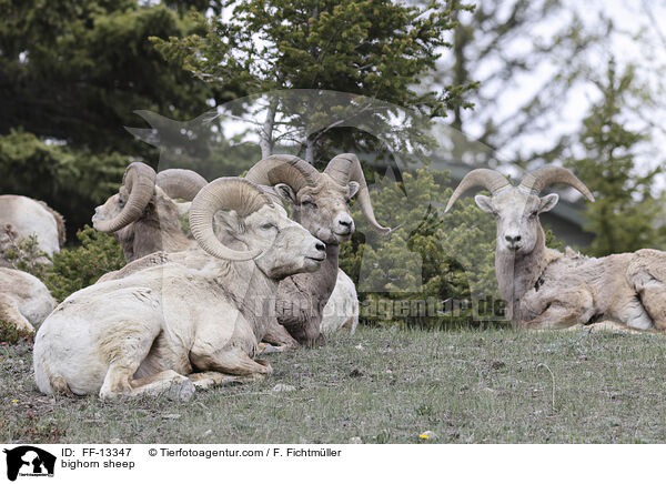 bighorn sheep / FF-13347