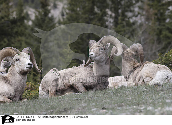 bighorn sheep / FF-13351