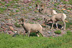 bighorn sheeps