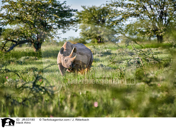 black rhino / JR-03180