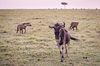 blue wildebeest and hyenas