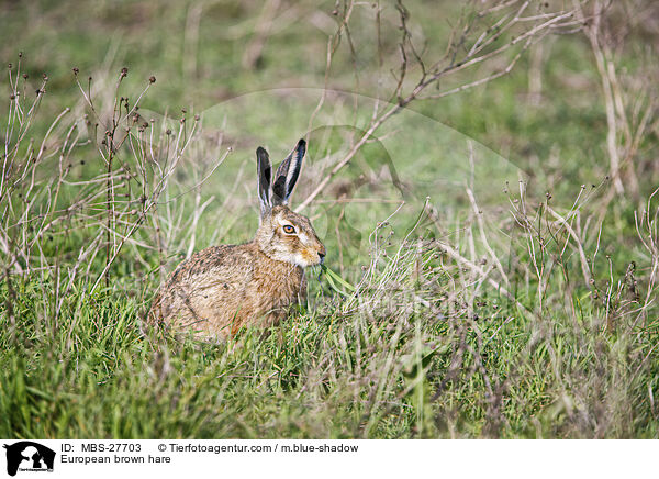European brown hare / MBS-27703