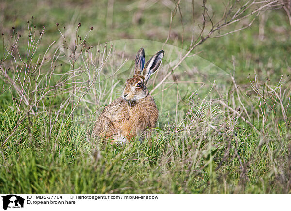 European brown hare / MBS-27704