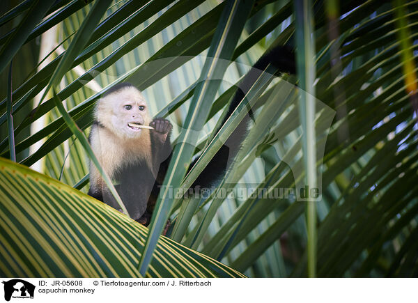 capuchin monkey / JR-05608