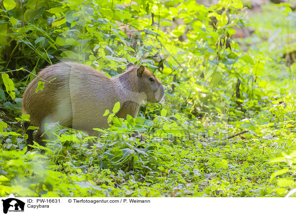 Capybara / PW-16631
