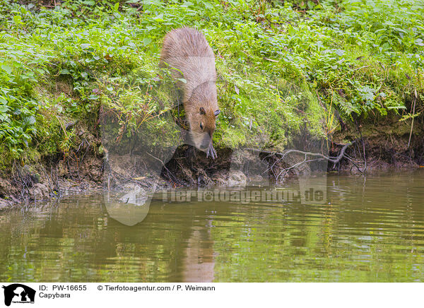 Capybara / PW-16655