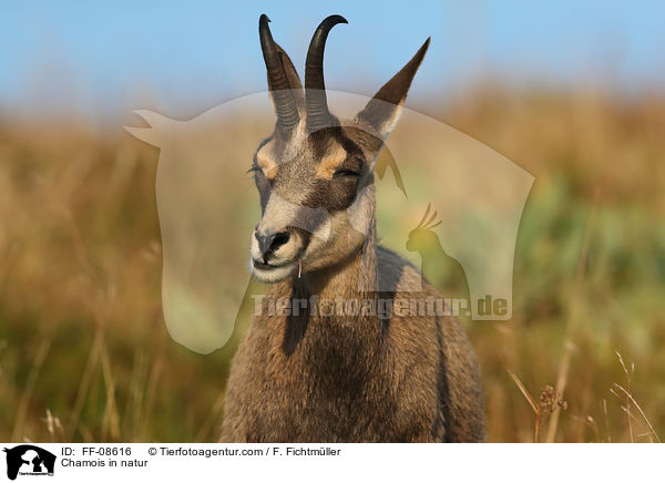 Chamois in natur / FF-08616